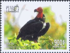 Red-Headed Vulture