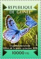 Large Blue (Phengaris arion)
