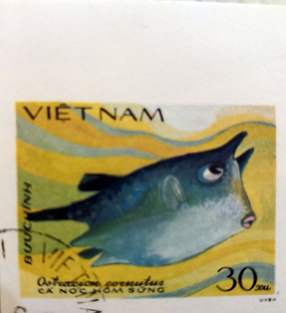 Long-horned Cowfish (Ostracion cornutus)