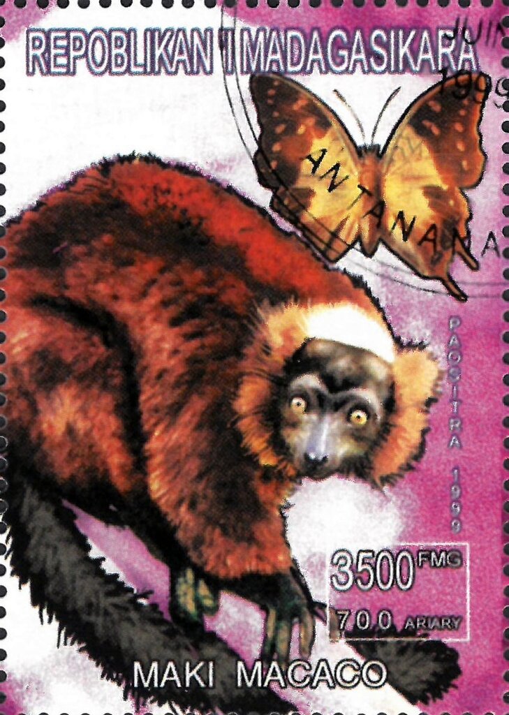 Maki Macaco
