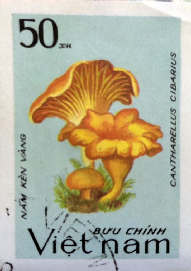 Cantharellus cibarius