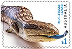 Blue-Tongued Lizard