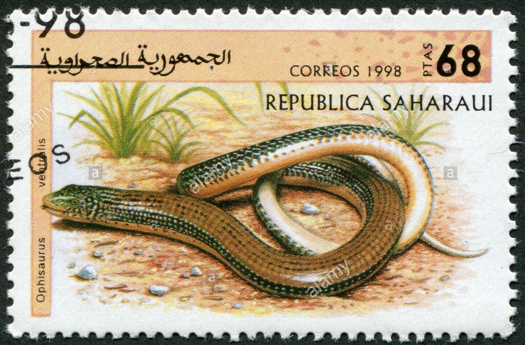 Ophisaurus ventralis