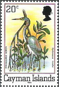Tricolored Heron (Egretta tricolor)