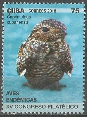 Cuban nightjar (Camprimulgus cubanensis)