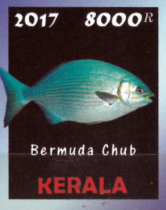 Bermuda Chub