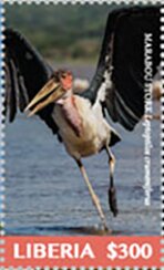 Marabou Stork