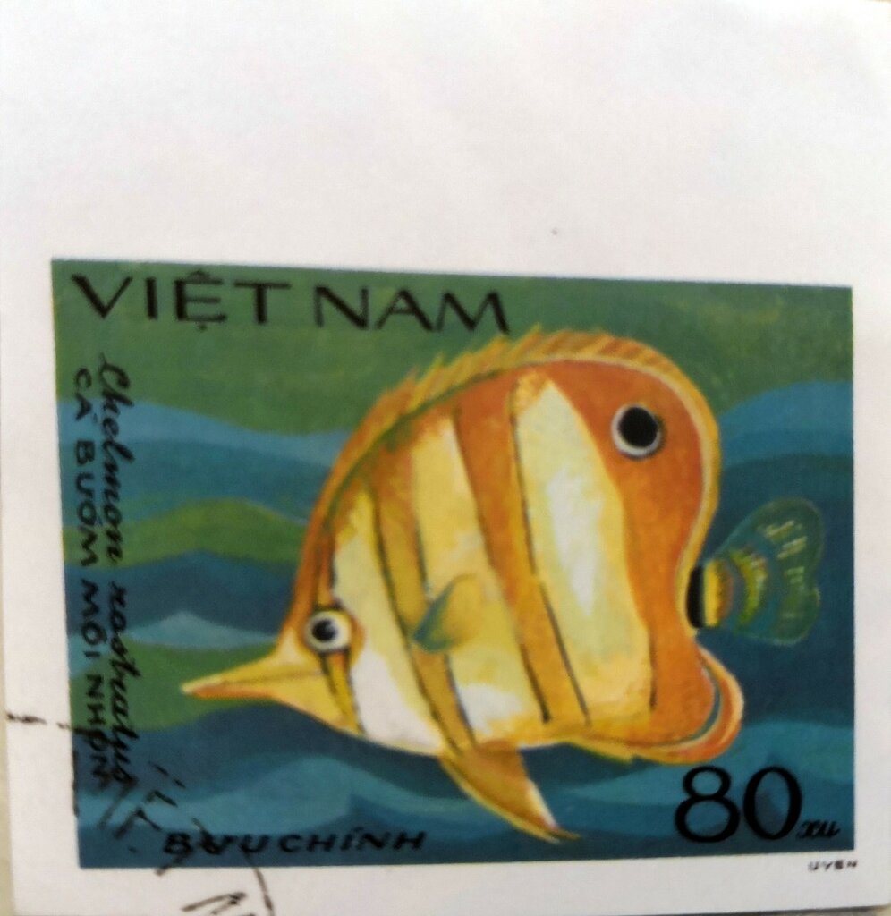 Copperband Butterflyfish (Chelmon rostratus)