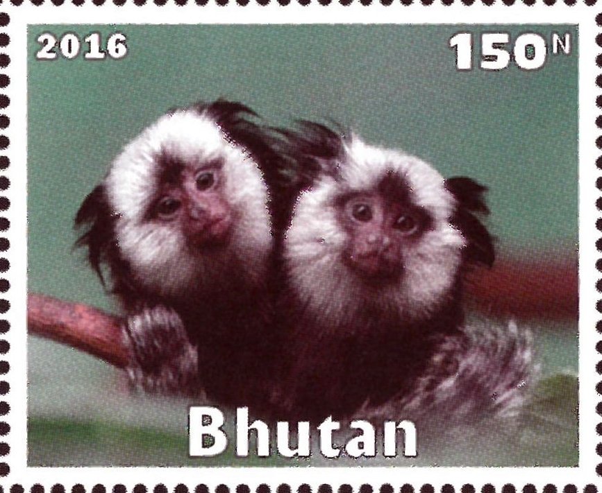Primates