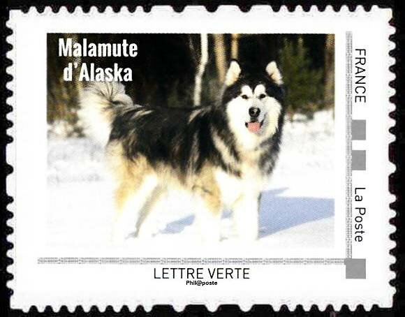 Malamute d'Alaska