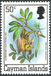 Stamp, Waterhouse's Leaf-nosed Bat (Macrotus waterhousii), Cayman Islands,  , Animals (Fauna), Bats, Mammals, Plants (Flora)