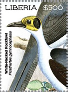 White-Necked Rockfowl