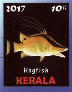 Stamp, Hogfish, Cinderellas,  , Animals (Fauna), Fishes