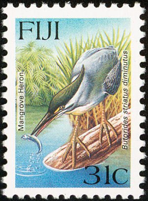 Striated Heron (Butorides striatus)