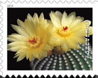 Parodia scopa