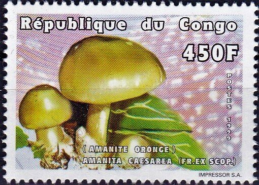 Amanita caesarea