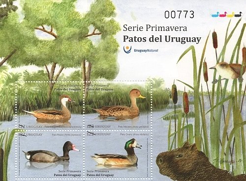 Ducks