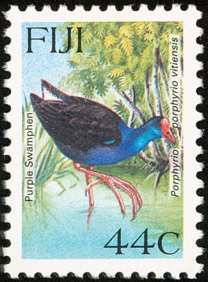Purple Swamphen (Porphyrio porphyrio)