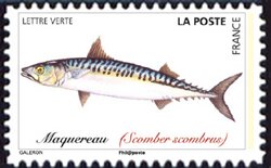 Mackerel