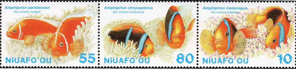 Amphiprion