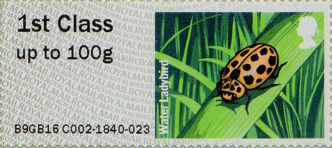 Water Ladybird