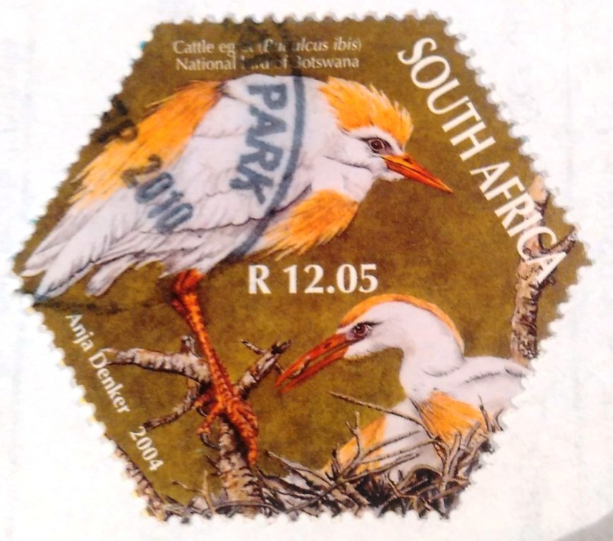 Cattle egret - (Bubulcus ibis)