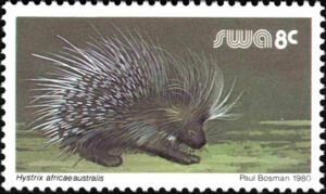 Cape Porcupine (Hystrix africaeaustralis)