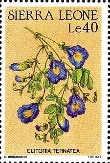 Clitoria ternatea