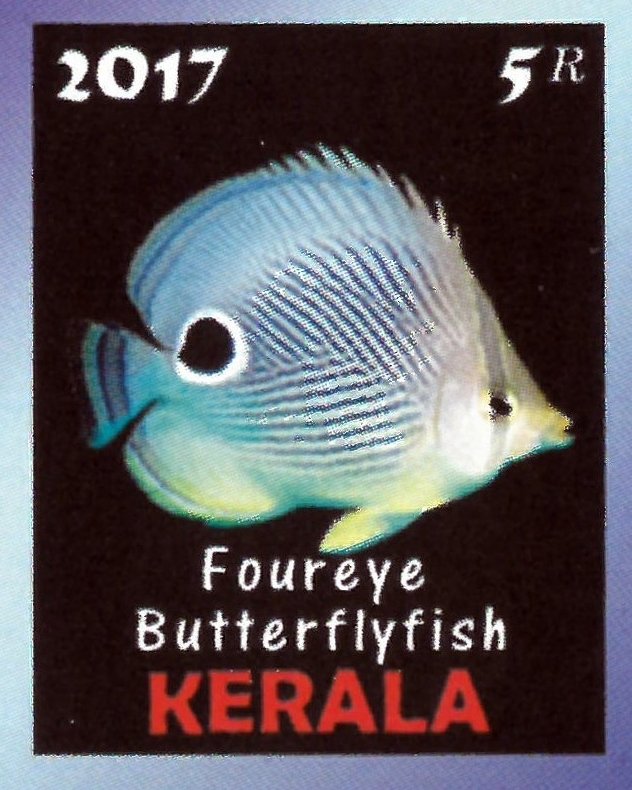 Foureye Butterflyfish