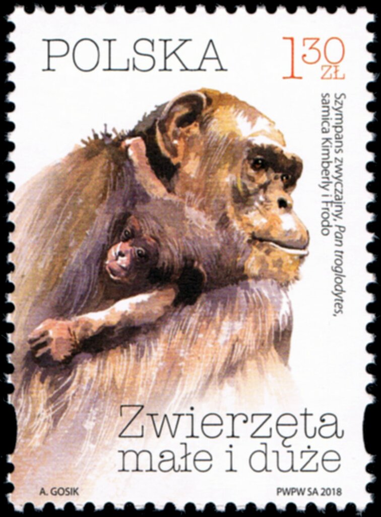 Chimpanzee