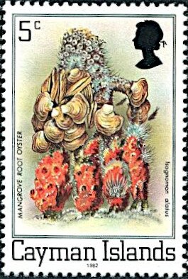Stamp, Mangrove Root Oyster (Isognomon alatus), Cayman Islands,  , Animals (Fauna), Corals and Sponges, Molluscs, Sea Life