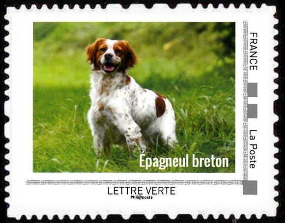 Epagneul breton