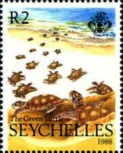 Green Sea Turtle (Chelonia mydas)
