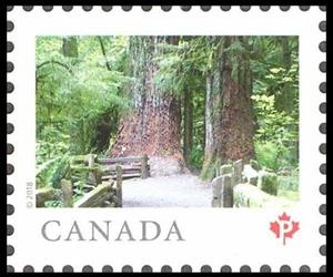 Stamp, MacMiillan Provincial Park, BC, Canada,  , Parks, Trees