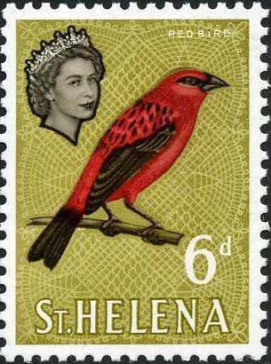 Red Fody (Foudia madagascariensis)