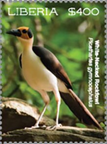 White-Necked Rockfowl