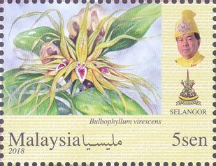 Orchids of Malaysia