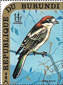 Stamp, Lanius Senator, Burundi,  , Animals (Fauna), Birds