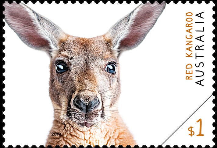 Red Kangaroo