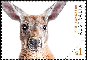 Stamp, Red Kangaroo, Australia,  , Animals (Fauna), Kangaroos, Mammals