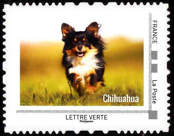 Chihuahua