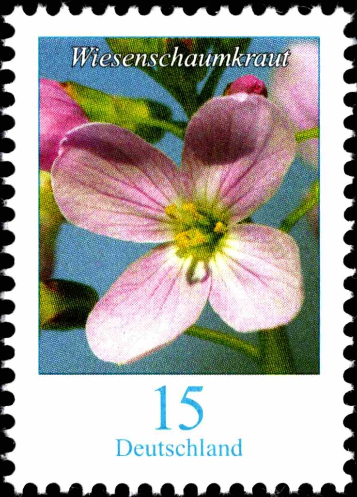 Milkmaids (Cardamine pratensis)
