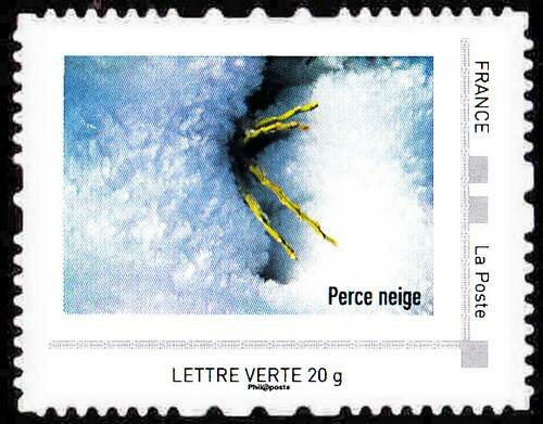 Perce neige