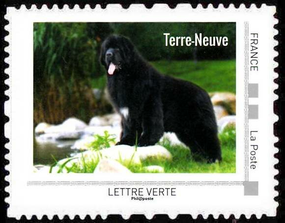 Terre Neuve