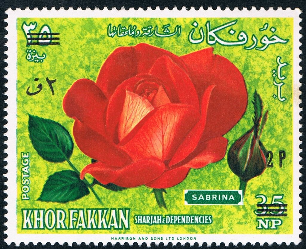 Red yellow Polyantha hybrid "Sabrina"; french breeding