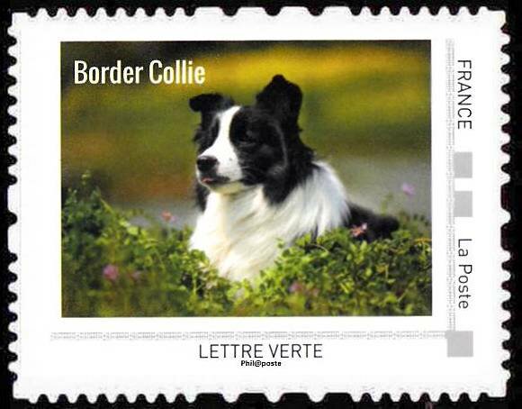Border Collie