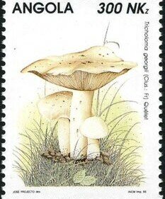 Mushrooms