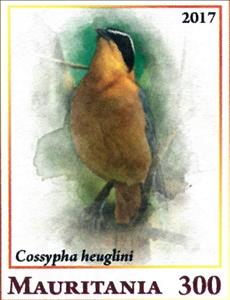Stamp, Cossypha heuglini, Cinderellas,  , Animals (Fauna), Birds