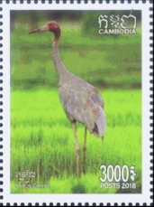 Stamp, Sarus Crane, Cambodia,  , Animals (Fauna), Birds, Cranes (Birds)