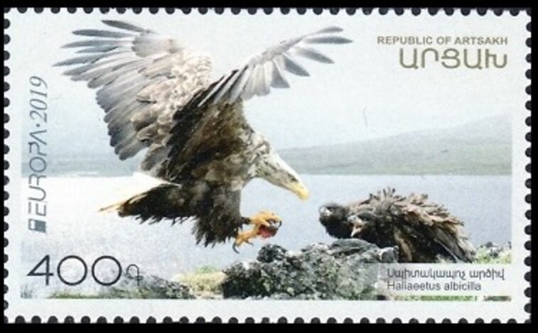 White-Tailed eagle (Haliaeetus albicilla)